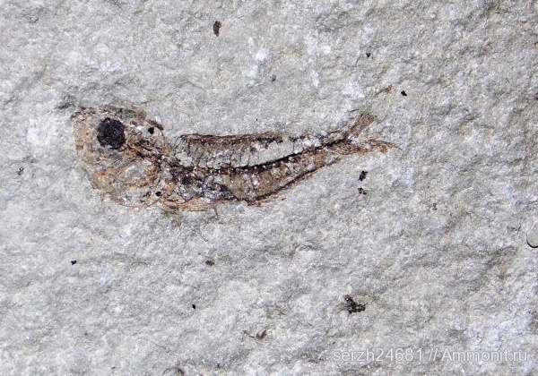 неоген, Россия, рыбы, позвоночные, кайнозой, Краснодарский край, р. Пшеха, fish