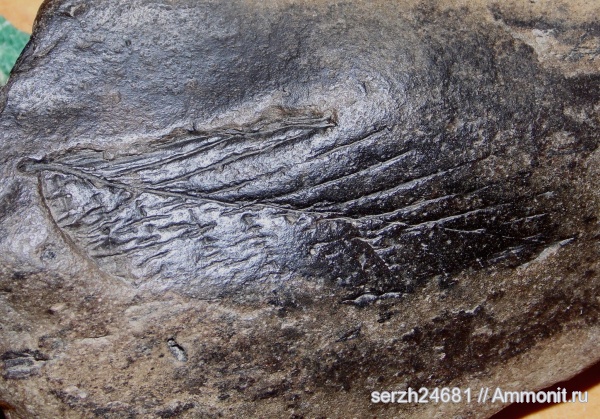 неоген, Россия, растения, кайнозой, голосеменные, высшие растения, Краснодарский край, р. Туха