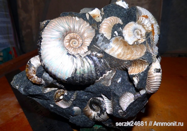 аммониты, моллюски, Россия, головоногие моллюски, мезозой, беспозвоночные, нижний мел, аптский ярус, Ammonites, Acanthohoplites, Краснодарский край, р. Курджипс, Aptian, Lower Cretaceous