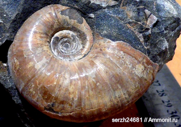 моллюски, Россия, головоногие моллюски, мезозой, нижний мел, аптский ярус, Lytoceras, Краснодарский край, р. Курджипс, Aptian, Lower Cretaceous