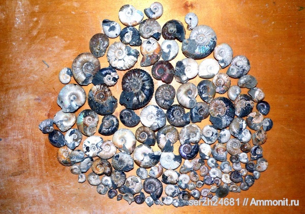 аммониты, моллюски, Россия, головоногие моллюски, мезозой, брюхоногие моллюски, беспозвоночные, нижний мел, аптский ярус, Ammonites, Краснодарский край, р. Курджипс, Aptian, Lower Cretaceous