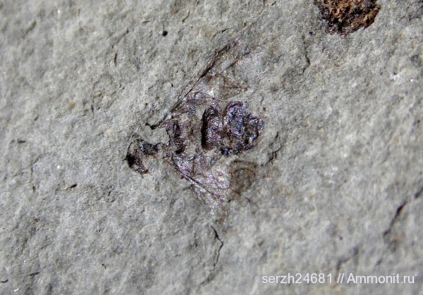 неоген, Россия, насекомые, членистоногие, кайнозой, Краснодарский край, р. Пшеха