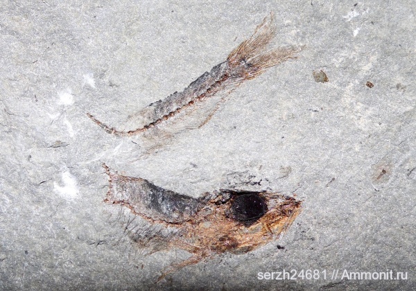 неоген, Россия, рыбы, позвоночные, кайнозой, Краснодарский край, р. Пшеха, fish