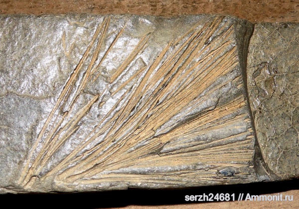 неоген, Россия, растения, кайнозой, голосеменные, высшие растения, Краснодарский край, р. Пшеха