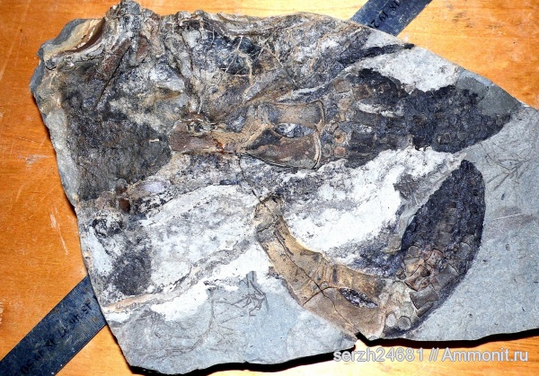 неоген, Россия, позвоночные, млекопитающие, кайнозой, Краснодарский край, р. Пшеха