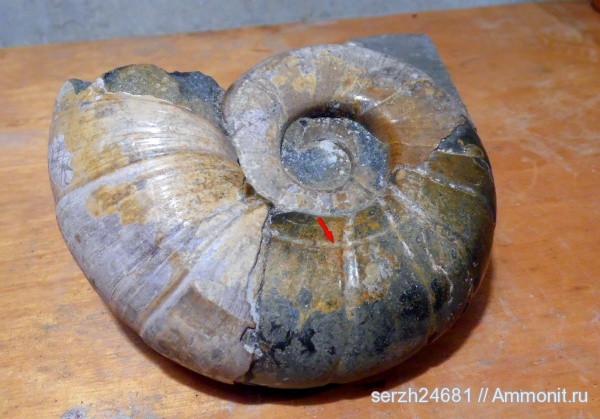 моллюски, Россия, головоногие моллюски, беспозвоночные, Eogaudryceras, Краснодарский край