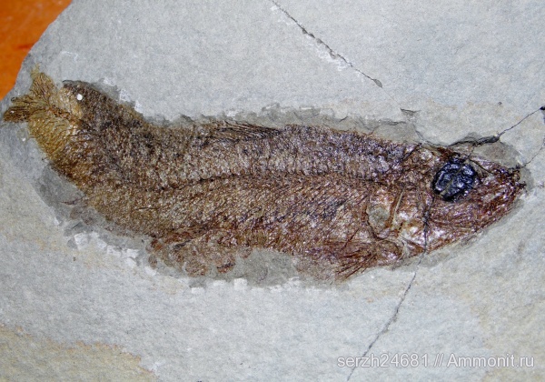 неоген, Россия, рыбы, позвоночные, кайнозой, Краснодарский край, р. Пшеха, fish