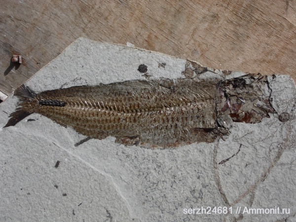 неоген, Россия, рыбы, позвоночные, кайнозой, Краснодарский край, р. Пшеха, fish