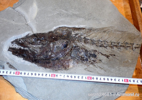 неоген, Россия, рыбы, позвоночные, кайнозой, Краснодарский край, р. Туха, fish