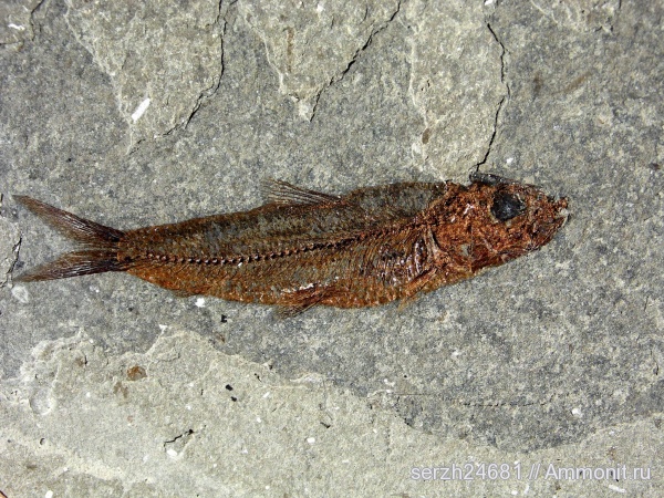 неоген, Россия, рыбы, позвоночные, кайнозой, Краснодарский край, р. Туха, fish