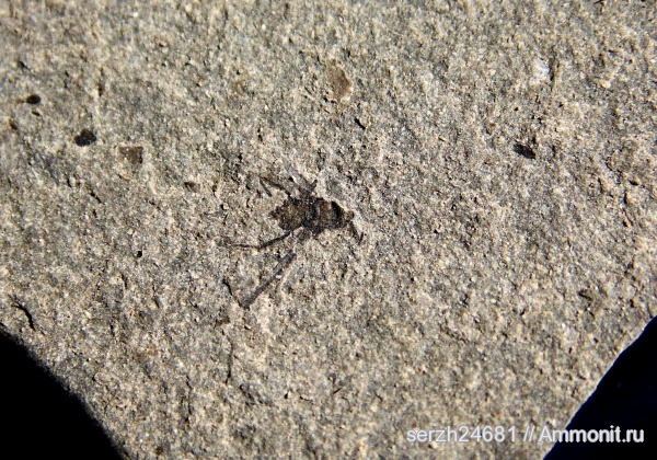 неоген, Россия, насекомые, членистоногие, кайнозой, Краснодарский край, р. Туха