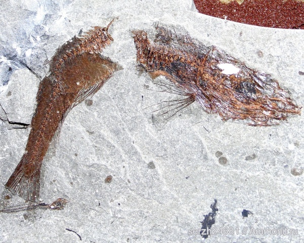 неоген, Россия, рыбы, позвоночные, кайнозой, Краснодарский край, р. Туха, fish