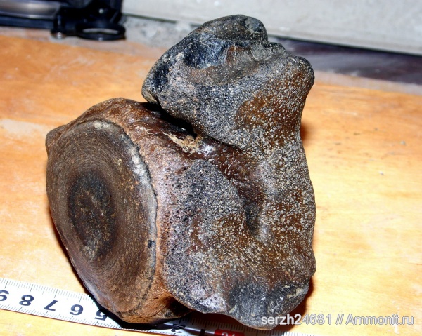 неоген, Россия, позвоночные, млекопитающие, кайнозойская эра, Cetotherium, Краснодарский край, р. Пшеха