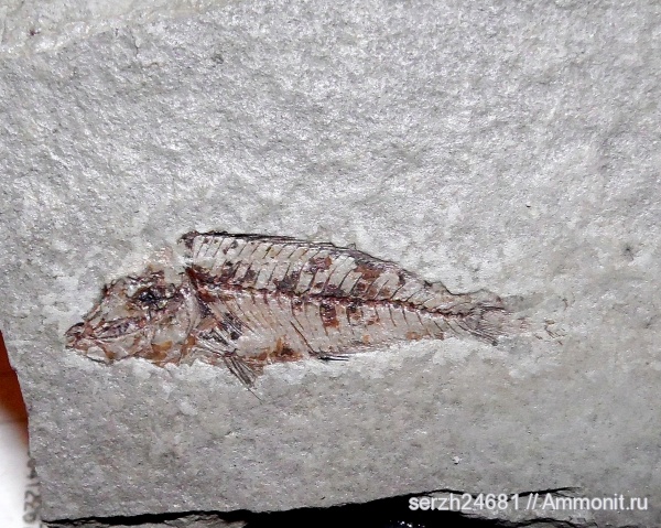 неоген, Россия, рыбы, позвоночные, кайнозой, Краснодарский край, р. Пшеха, fish