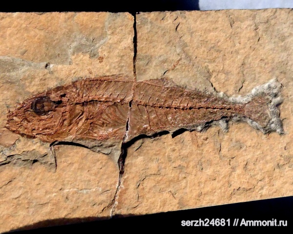 неоген, Россия, рыбы, позвоночные, кайнозой, Краснодарский край, р. Пшеха, fish