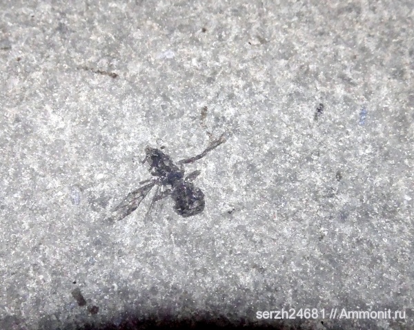 неоген, Россия, насекомые, членистоногие, кайнозой, Краснодарский край, р. Туха