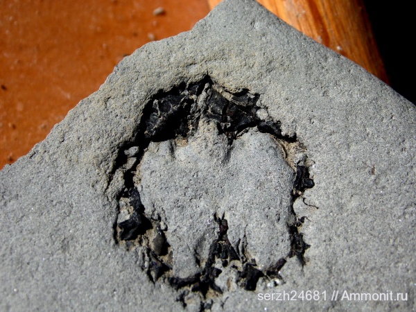 неоген, Россия, растения, кайнозой, покрытосеменные, высшие растения, Краснодарский край, р. Пшеха