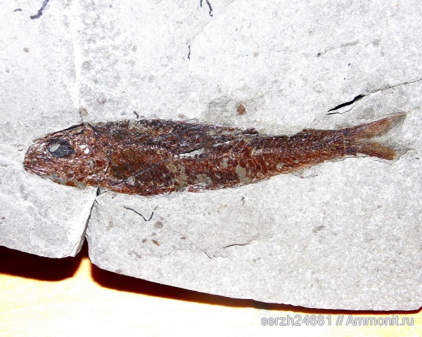 неоген, Россия, рыбы, позвоночные, кайнозой, Краснодарский край, р. Туха, fish