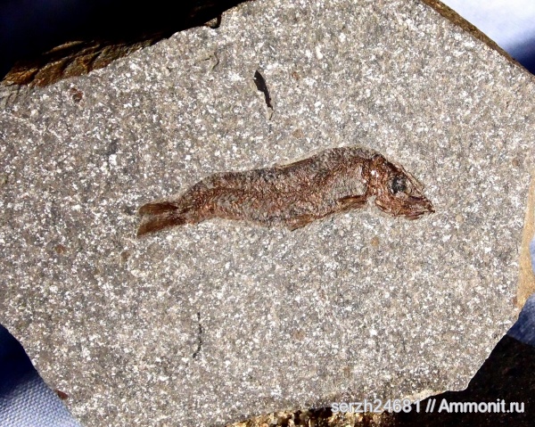 неоген, Россия, рыбы, позвоночные, кайнозой, Краснодарский край, р. Туха, fish