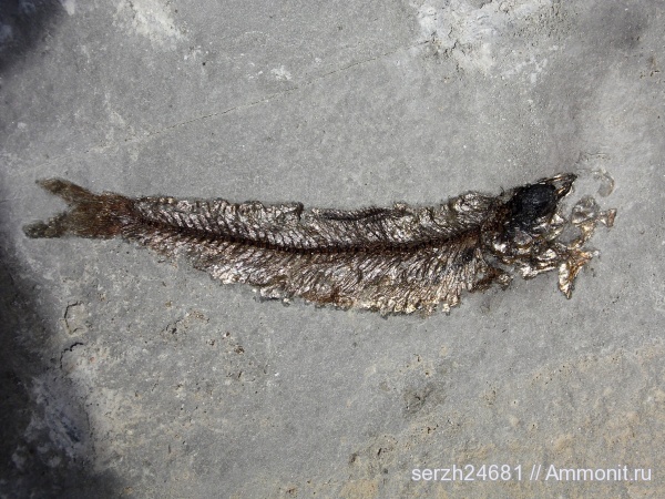 неоген, Россия, рыбы, позвоночные, кайнозой, Краснодарский край, р. Пшеха, fish