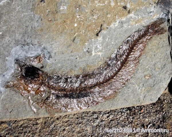 неоген, Россия, рыбы, позвоночные, кайнозой, Краснодарский край, р. Пшеха, fish