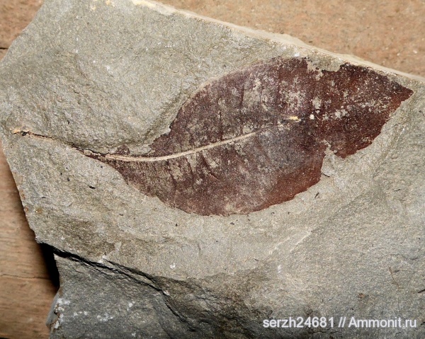 неоген, Россия, растения, кайнозой, покрытосеменные, высшие растения, р. Пшеха