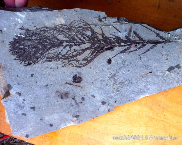 неоген, Россия, рыбы, позвоночные, водоросли, кайнозой, низшие растения, р. Пшеха, fish