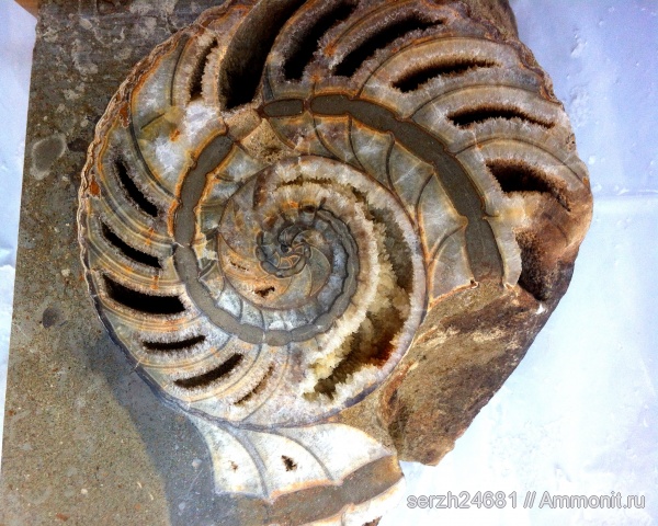 моллюски, мел, головоногие моллюски, беспозвоночные, нижний мел, аптский ярус, Cymatoceras, Адыгея, Nautilida, р. Хокодзь, Aptian, Cretaceous, Lower Cretaceous