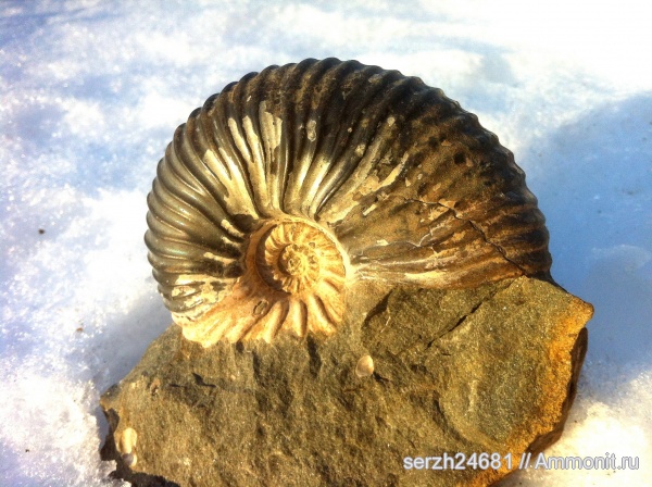 Россия, мезозой, нижний мел, аптский ярус, Parahoplites, Краснодарский край, Aptian, Lower Cretaceous