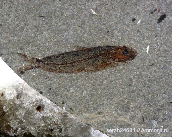 неоген, Россия, рыбы, позвоночные, кайнозой, Краснодарский край, р. Туха, fish