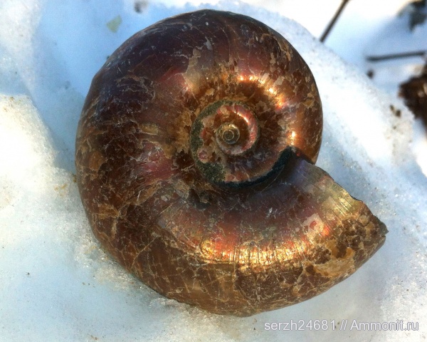 аммониты, моллюски, мел, Россия, головоногие моллюски, мезозой, беспозвоночные, нижний мел, аптский ярус, Ammonites, Zuercherella, Краснодарский край, Aptian, Cretaceous, Lower Cretaceous