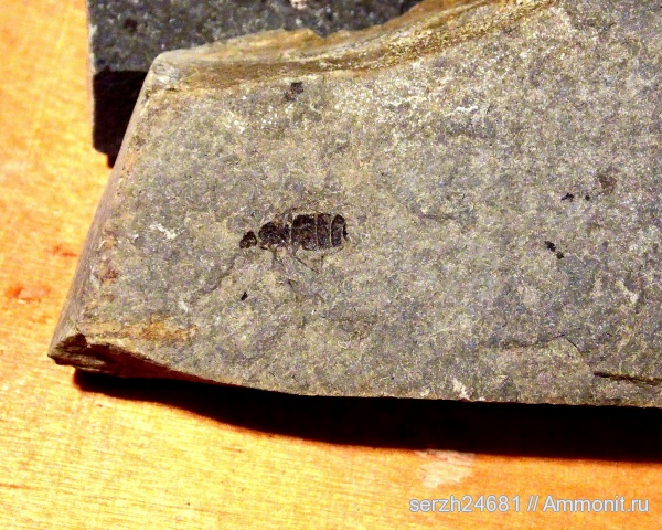 неоген, Россия, насекомые, членистоногие, кайнозой, Краснодарский край