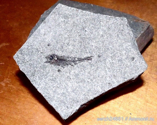 неоген, Россия, рыбы, позвоночные, кайнозойская эра, Краснодарский край, fish