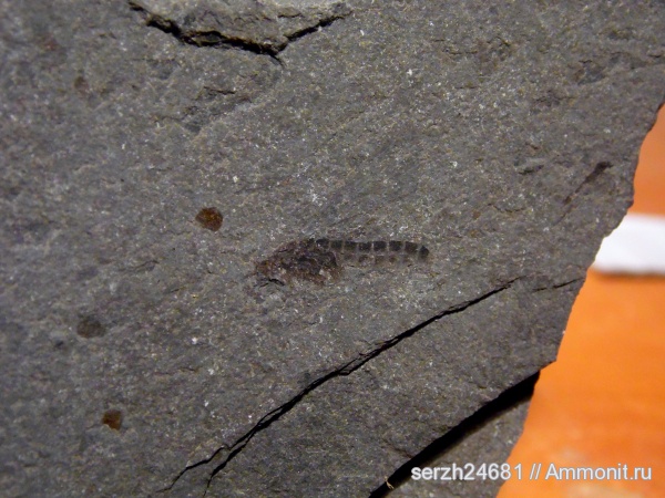 неоген, Россия, насекомые, членистоногие, кайнозой, Краснодарский край