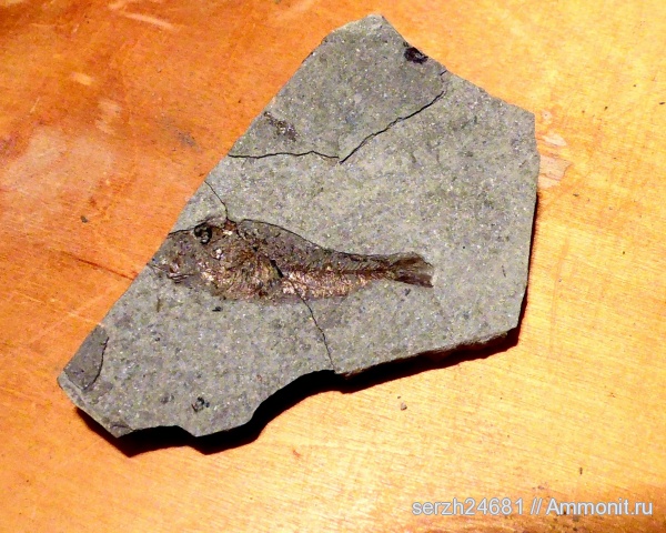 неоген, Россия, рыбы, позвоночные, кайнозойская эра, Краснодарский край, fish