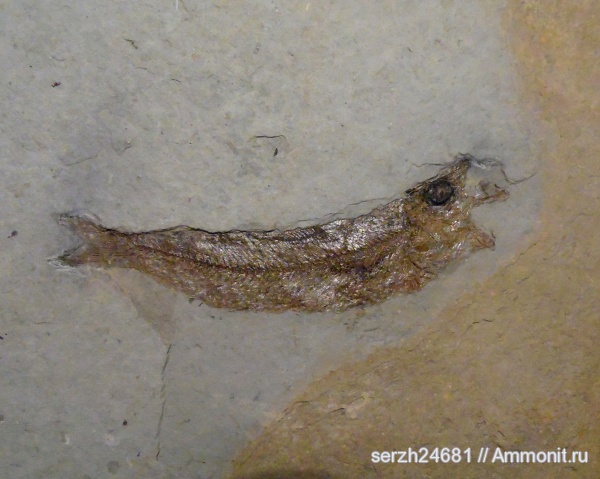 неоген, Россия, рыбы, позвоночные, кайнозой, Краснодарский край, fish