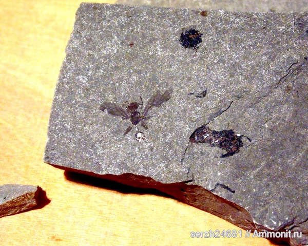 неоген, Россия, насекомые, членистоногие, кайнозой, Краснодарский край