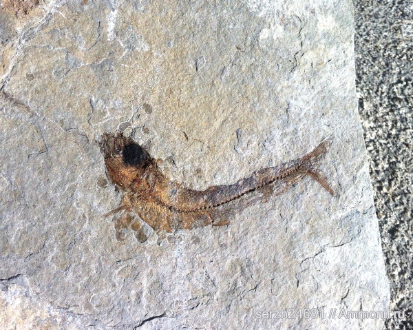 неоген, Россия, рыбы, позвоночные, кайнозой, Краснодарский край, fish