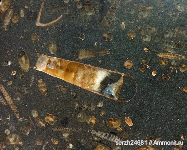 аммониты, моллюски, мел, Россия, головоногие моллюски, мезозой, беспозвоночные, нижний мел, аптский ярус, Ammonites, Ptychoceras, Краснодарский край, Aptian, Cretaceous, Lower Cretaceous