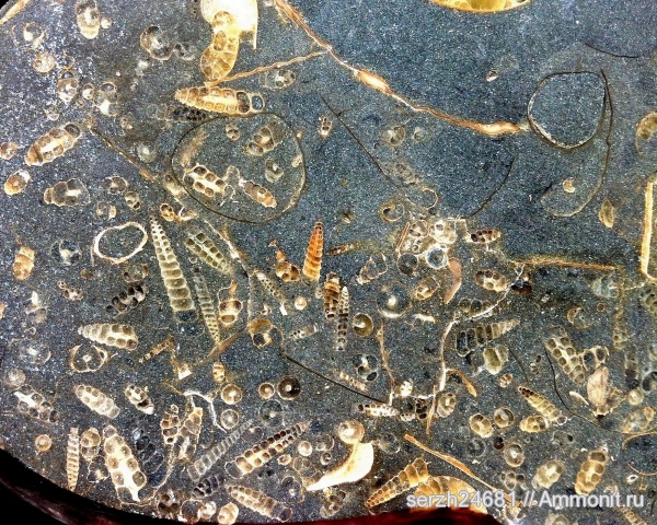 аммониты, моллюски, мел, Россия, головоногие моллюски, мезозой, беспозвоночные, нижний мел, аптский ярус, Ammonites, Краснодарский край, Aptian, Cretaceous, Lower Cretaceous