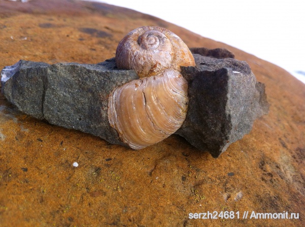 моллюски, мел, Россия, мезозой, брюхоногие моллюски, беспозвоночные, нижний мел, аптский ярус, Краснодарский край, Ampullina, Aptian, Cretaceous, Lower Cretaceous