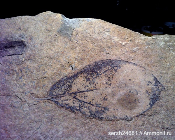 неоген, Россия, растения, кайнозой, покрытосеменные, высшие растения