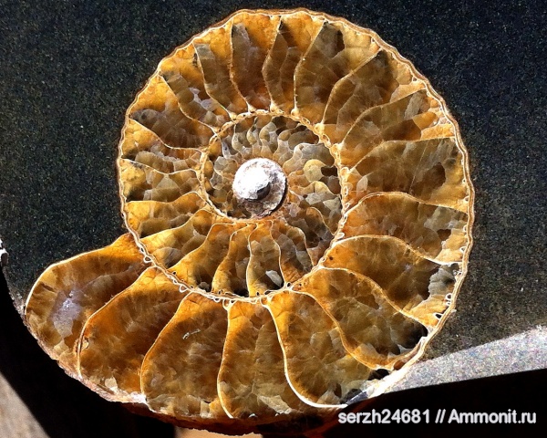 аммониты, моллюски, мел, Россия, головоногие моллюски, мезозой, беспозвоночные, нижний мел, аптский ярус, Ammonites, Acanthohoplites, Краснодарский край, Aptian, Cretaceous, Lower Cretaceous