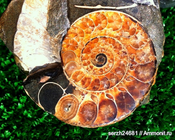 аммониты, моллюски, мел, Россия, головоногие моллюски, мезозой, беспозвоночные, нижний мел, аптский ярус, Ammonites, Eogaudryceras, Краснодарский край, Aptian, Cretaceous, Lower Cretaceous