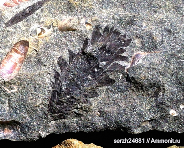 мел, Россия, растения, мезозой, голосеменные, нижний мел, аптский ярус, высшие растения, Краснодарский край, Aptian, Cretaceous, Lower Cretaceous