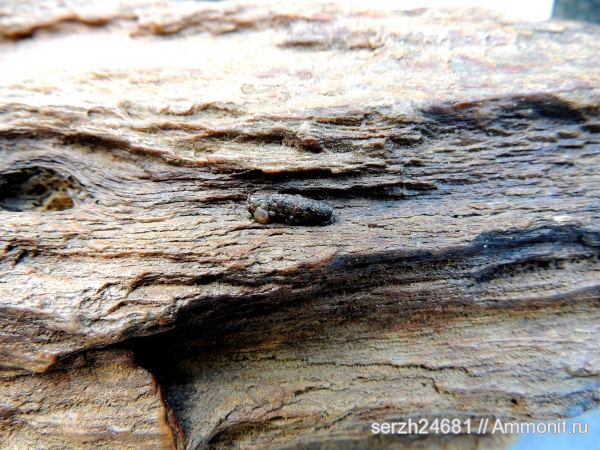 мел, Россия, растения, мезозой, окаменевшее дерево, нижний мел, аптский ярус, высшие растения, Краснодарский край, Aptian, Cretaceous, Lower Cretaceous