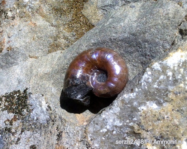 аммониты, моллюски, мел, Россия, головоногие моллюски, мезозой, беспозвоночные, нижний мел, аптский ярус, Ammonites, Краснодарский край, Aptian, Cretaceous, Lower Cretaceous