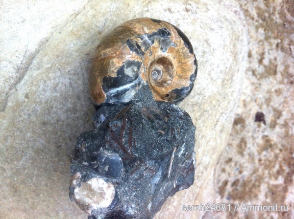 аммониты, моллюски, мел, Россия, головоногие моллюски, мезозой, беспозвоночные, нижний мел, аптский ярус, Jaubertella, Ammonites, Краснодарский край, Aptian, Cretaceous, Lower Cretaceous