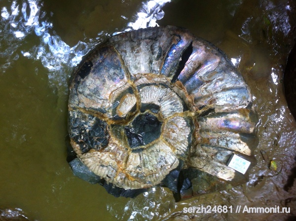 аммониты, моллюски, мел, Россия, головоногие моллюски, мезозой, беспозвоночные, нижний мел, Ammonitoceras, аптский ярус, Ammonites, Краснодарский край, Aptian, Cretaceous, Lower Cretaceous