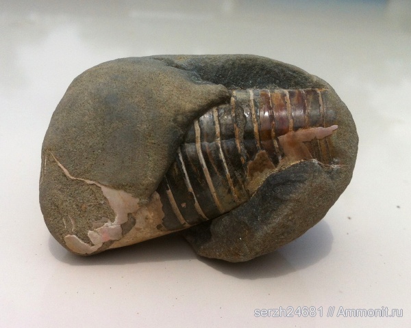 белемниты, моллюски, головоногие моллюски, мезозой, беспозвоночные, нижний мел, Краснодарский край, Lower Cretaceous, belemnites